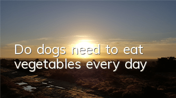 Do dogs need to eat vegetables every day?