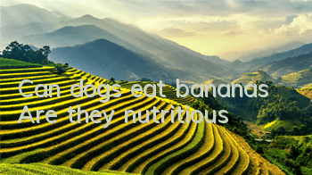 TCan dogs eat bananas? Are they nutritious?