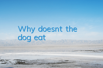 Why doesn't the dog eat?