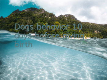 Dog’s behavior 10 days before giving birth