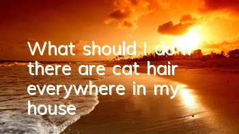 What should I do if there are cat hair everywhere in my house?