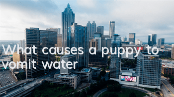 TWhat causes a puppy to vomit water?
