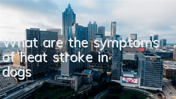 What are the symptoms of heat stroke in dogs?