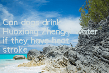 Can dogs drink Huoxiang Zhengqi water if they have heat stroke?