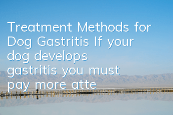 Treatment Methods for Dog Gastritis If your dog develops gastritis, you must pay more attention!