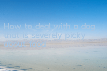 How to deal with a dog that is severely picky about food
