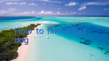 How to find a lost dog?