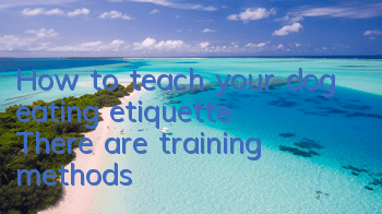 How to teach your dog eating etiquette? There are training methods