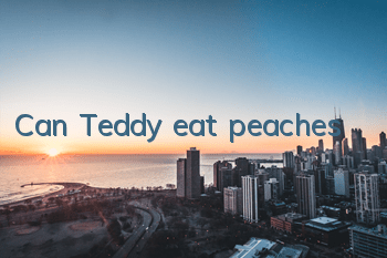 TCan Teddy eat peaches?