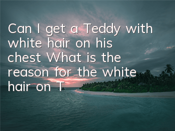 Can I get a Teddy with white hair on his chest? What is the reason for the white hair on Teddy’s chest?