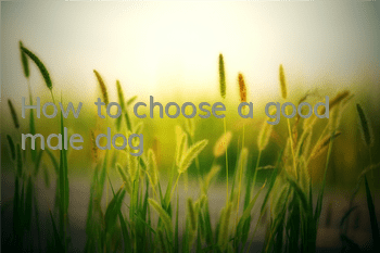 How to choose a good male dog?