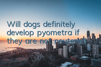 Will dogs definitely develop pyometra if they are not neutered?