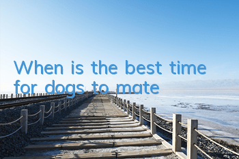 When is the best time for dogs to mate?