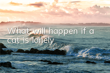 What will happen if a cat is lonely?