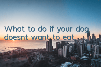 What to do if your dog doesn’t want to eat