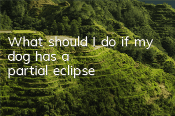 What should I do if my dog ​​has a partial eclipse?