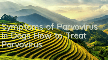 Symptoms of Parvovirus in Dogs How to Treat Parvovirus