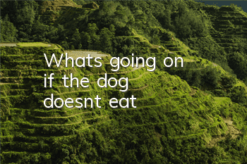 What's going on if the dog doesn't eat?