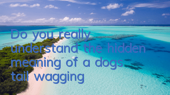 Do you really understand the hidden meaning of a dog’s tail wagging?