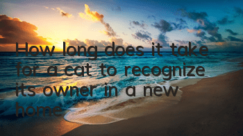 How long does it take for a cat to recognize its owner in a new home?