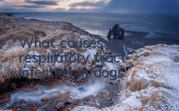 What causes upper respiratory tract infection in dogs?