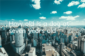 How old is a dog at seven years old?