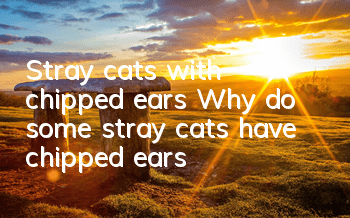 Stray cats with chipped ears Why do some stray cats have chipped ears?