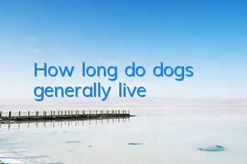 How long do dogs generally live?