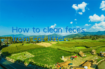 How to clean feces from cat litter