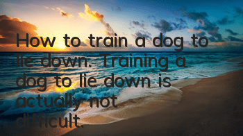 How to train a dog to lie down. Training a dog to lie down is actually not difficult.