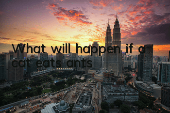 What will happen if a cat eats ants?
