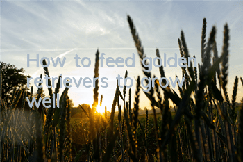 THow to feed golden retrievers to grow well