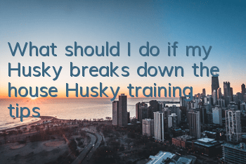 What should I do if my Husky breaks down the house? Husky training tips!