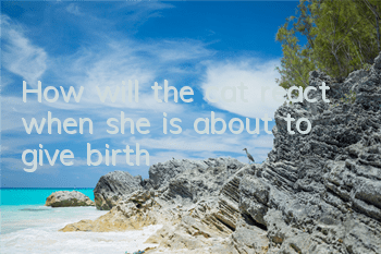 How will the cat react when she is about to give birth?