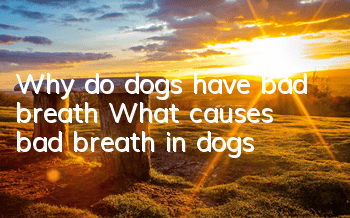 Why do dogs have bad breath? What causes bad breath in dogs?