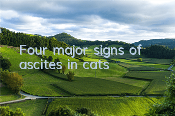 TFour major signs of ascites in cats