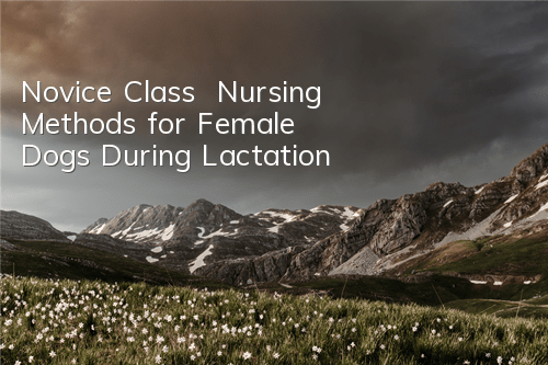 Novice Class | Nursing Methods for Female Dogs During Lactation