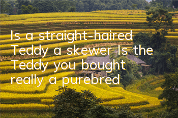 Is a straight-haired Teddy a skewer? Is the Teddy you bought really a purebred?