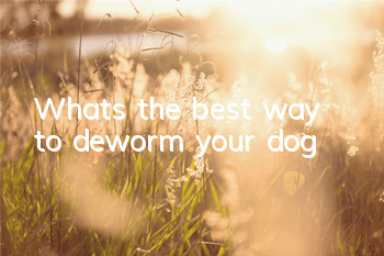TWhat’s the best way to deworm your dog?