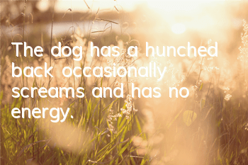 The dog has a hunched back, occasionally screams, and has no energy.