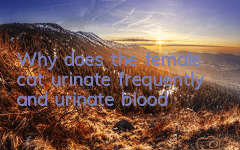 Why does the female cat urinate frequently and urinate blood?