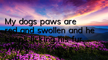My dog’s paws are red and swollen and he keeps licking his fur. Why?