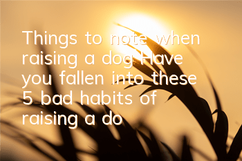 Things to note when raising a dog: Have you fallen into these 5 bad habits of raising a dog?