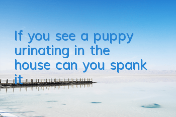 If you see a puppy urinating in the house, can you spank it?