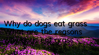 Why do dogs eat grass? What are the reasons why dogs eat grass?