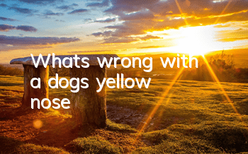 What's wrong with a dog's yellow nose?