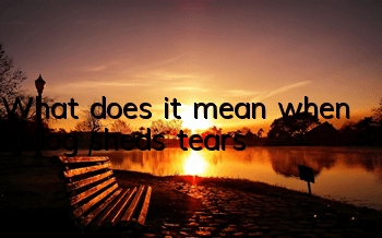 What does it mean when a dog sheds tears?