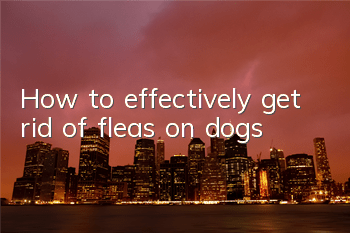 THow to effectively get rid of fleas on dogs