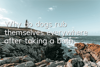 Why do dogs rub themselves everywhere after taking a bath?