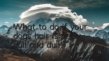 What to do if your dog’s hair is dry, dull and dull